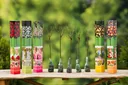 Aufblühendes Set mit 5 Mini-Standard-Rosen 55-70 cm