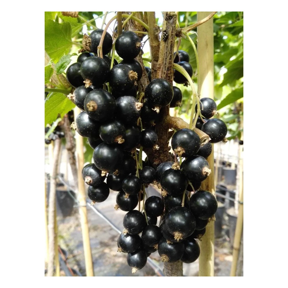 Johannisbeere schwarz "Titania" Fußstamm, im 4L-Container