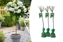 Flower-up Set mit 3 weißen XXL-Rosen 120-140 cm
