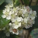 Apfelbeere Aronia melanocarpa - 12 L Topf 80-100 cm