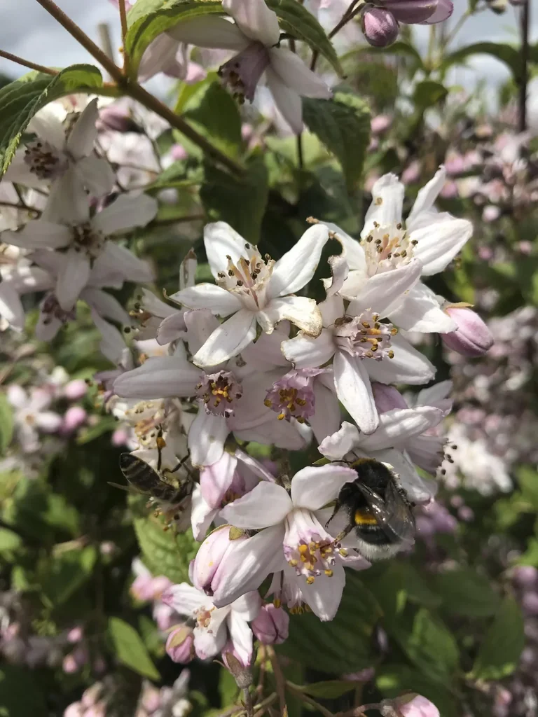 Deutzie Mont Rose - Deutzia hybrida - 12 L Topf 80-100 cm