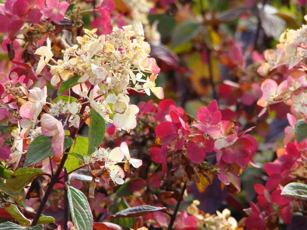 Rispenhortensie "Pinky Winky", Hydrangea paniculata, 4,6 Liter Topf, 40- 60 cm hoch, 2er-Set