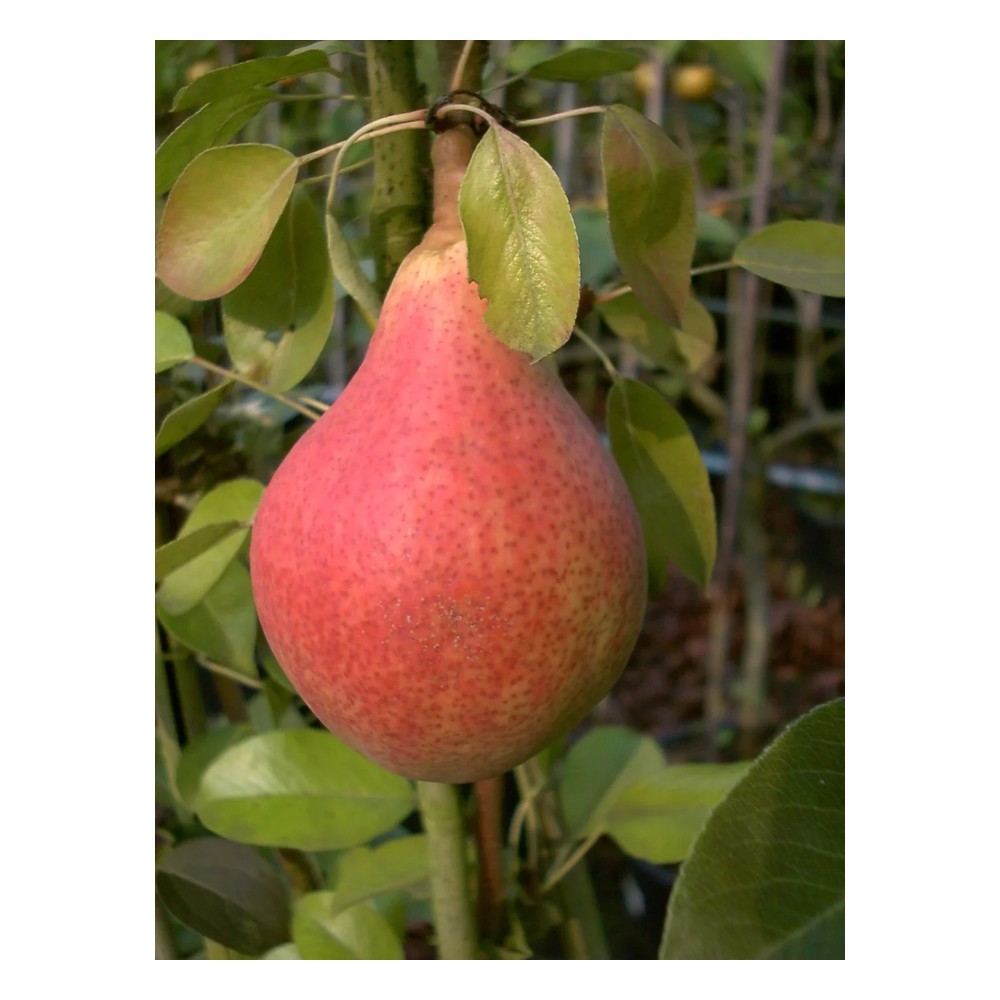 Birne "Clapps Liebling" Halbstamm, im 10L-Container, saftiges, schmelzendes Fruchtfleisch, süßer Geschmack