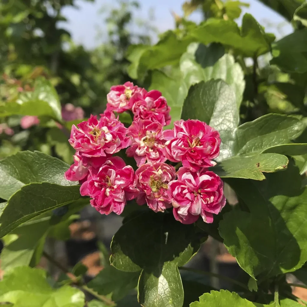 Rotdorn Paul´s Scarlet - Crataegus laevigata - 7 L Topf 80-100 cm
