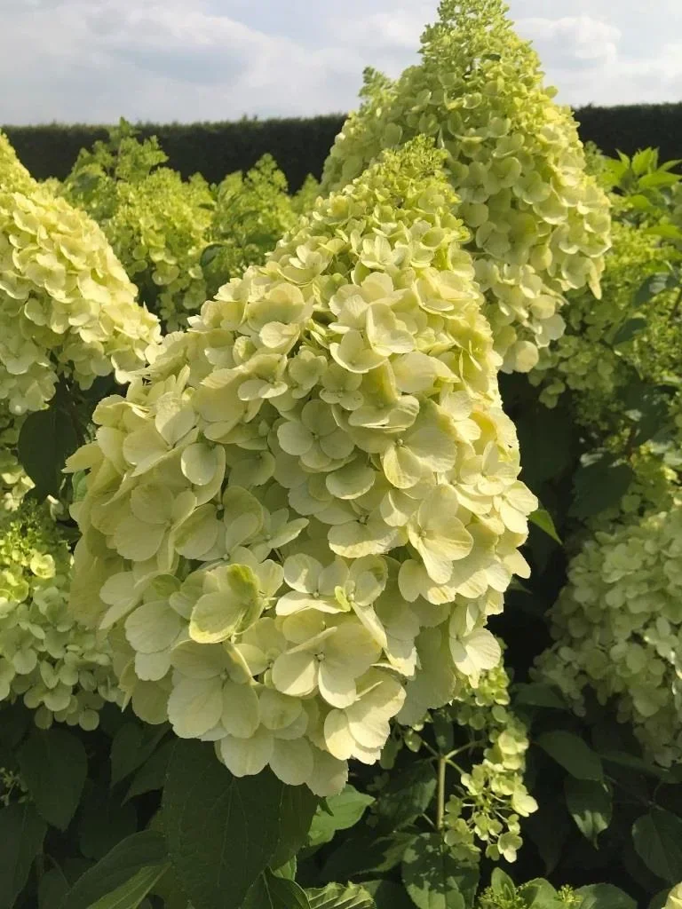 Rispenhortensie Polar Bear - Hydrangea paniculata - 12 L Topf 80-100 cm
