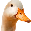Gänsefutter Bild