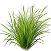 Rasendünger Bild