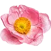 Blumensamen Bild