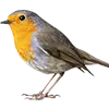 Vogelfutter Bild