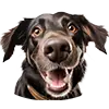 Hund Bild