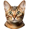 Katze Bild
