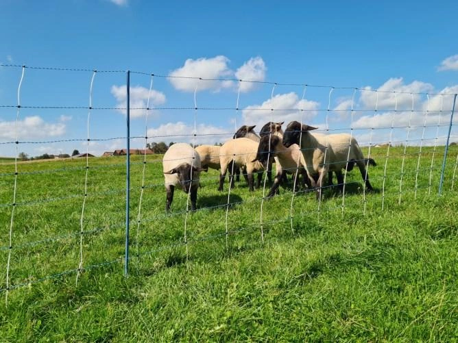 Schafnetze, Steckfix Horden Bild