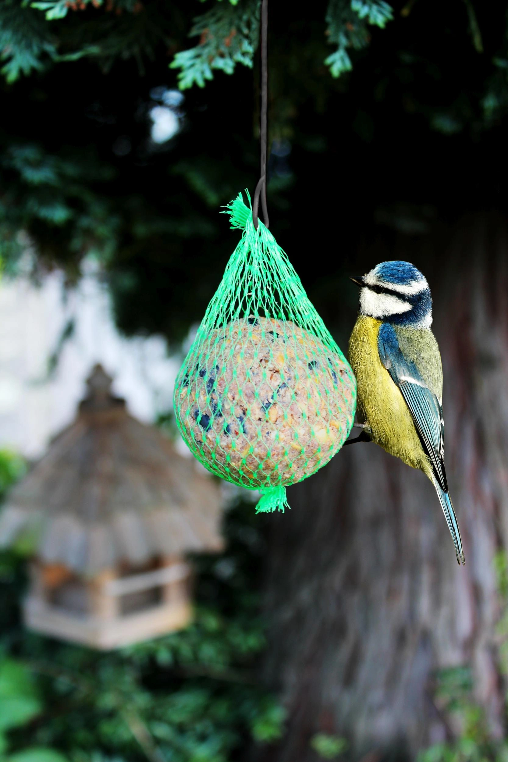 Vogelfutter, Wildtierfutter Bild