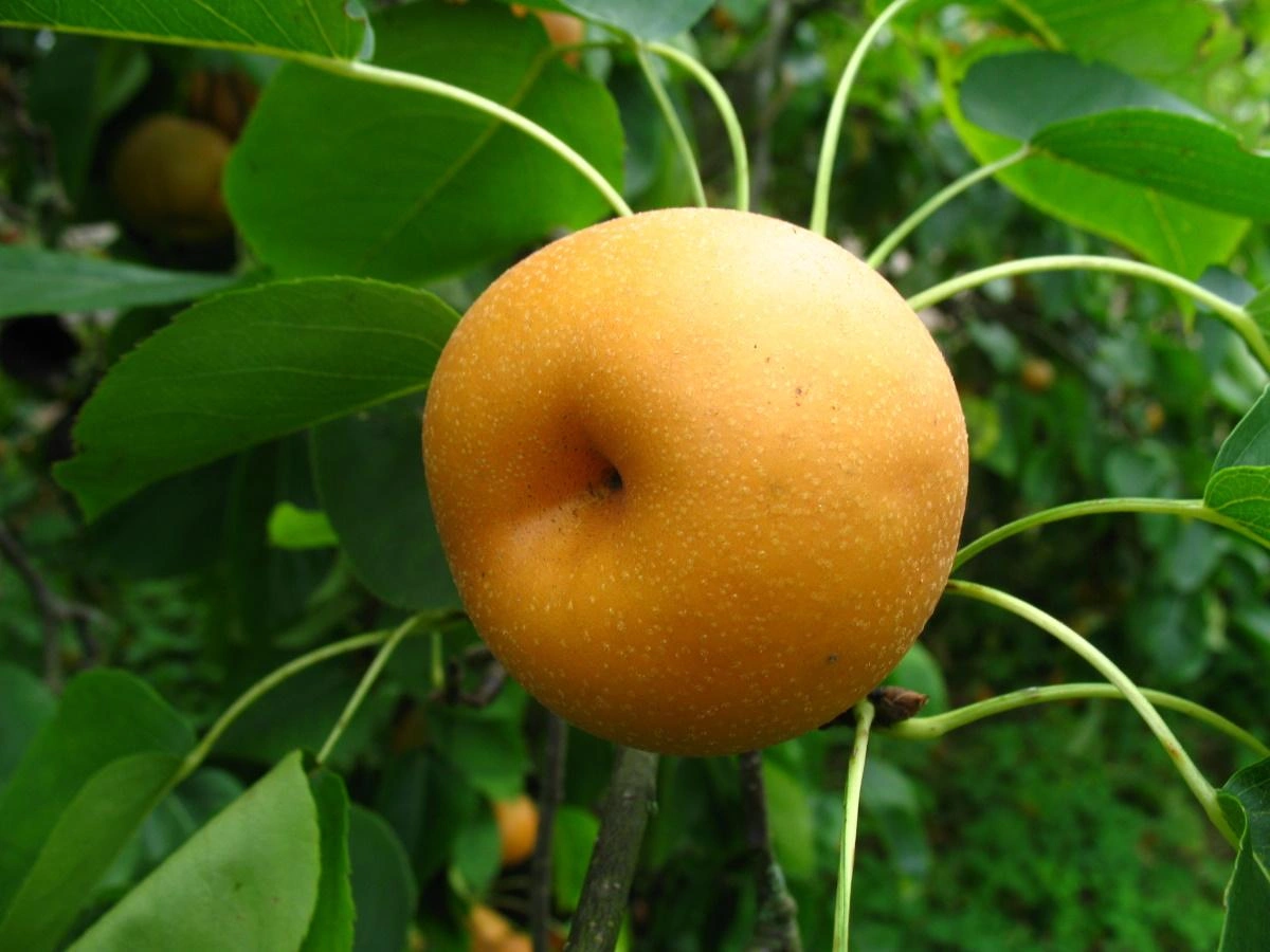 Birnbäume Bild