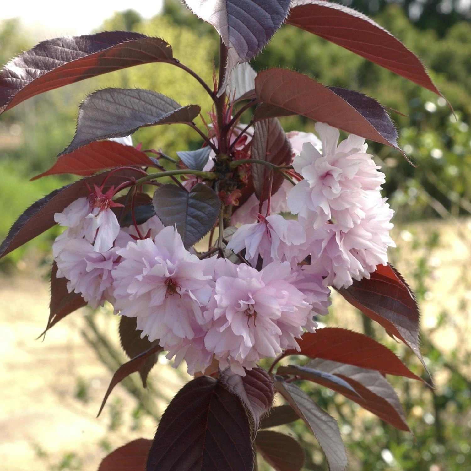 Kirschbäume Bild