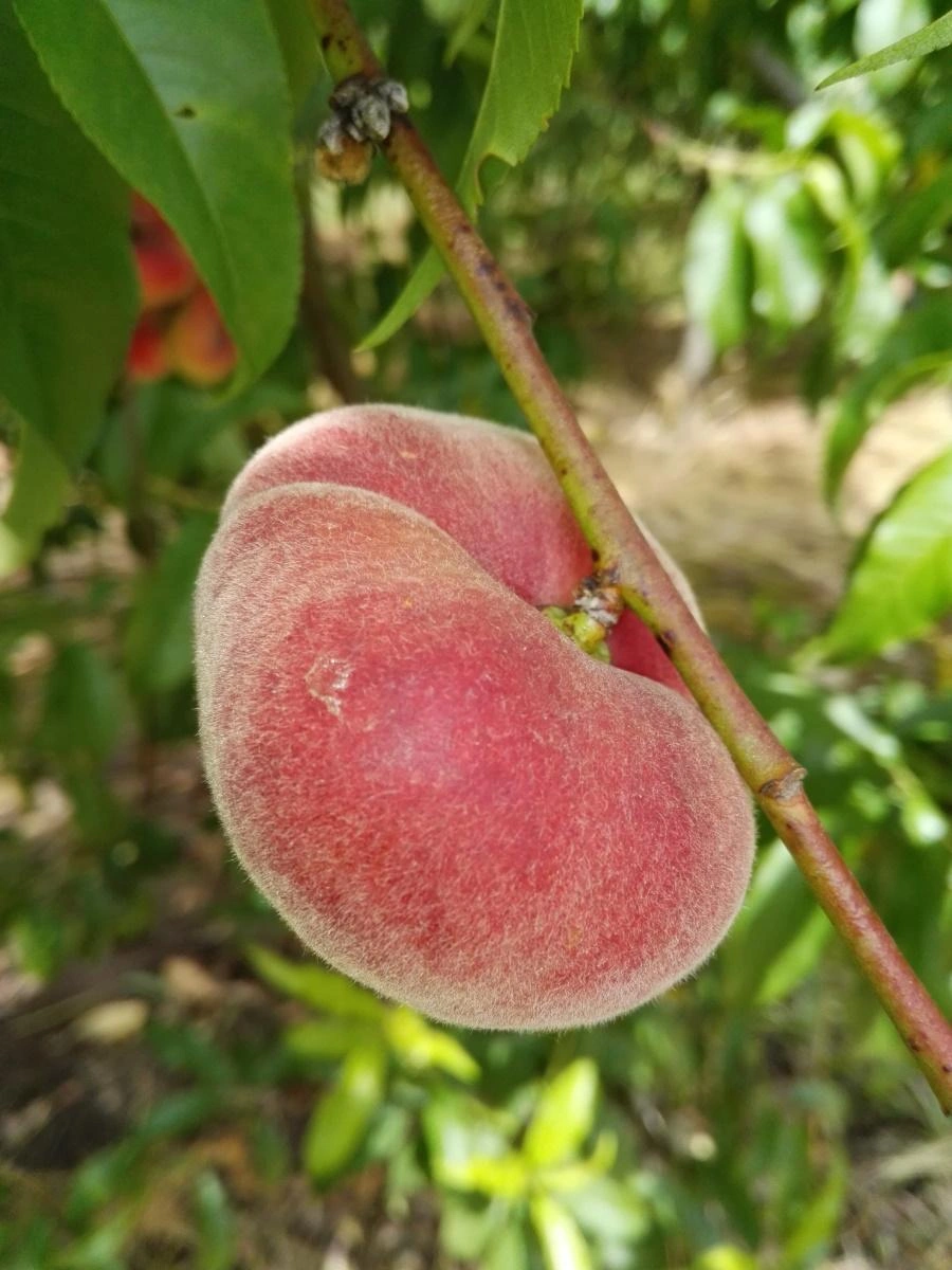 Pfirsichbäume Bild