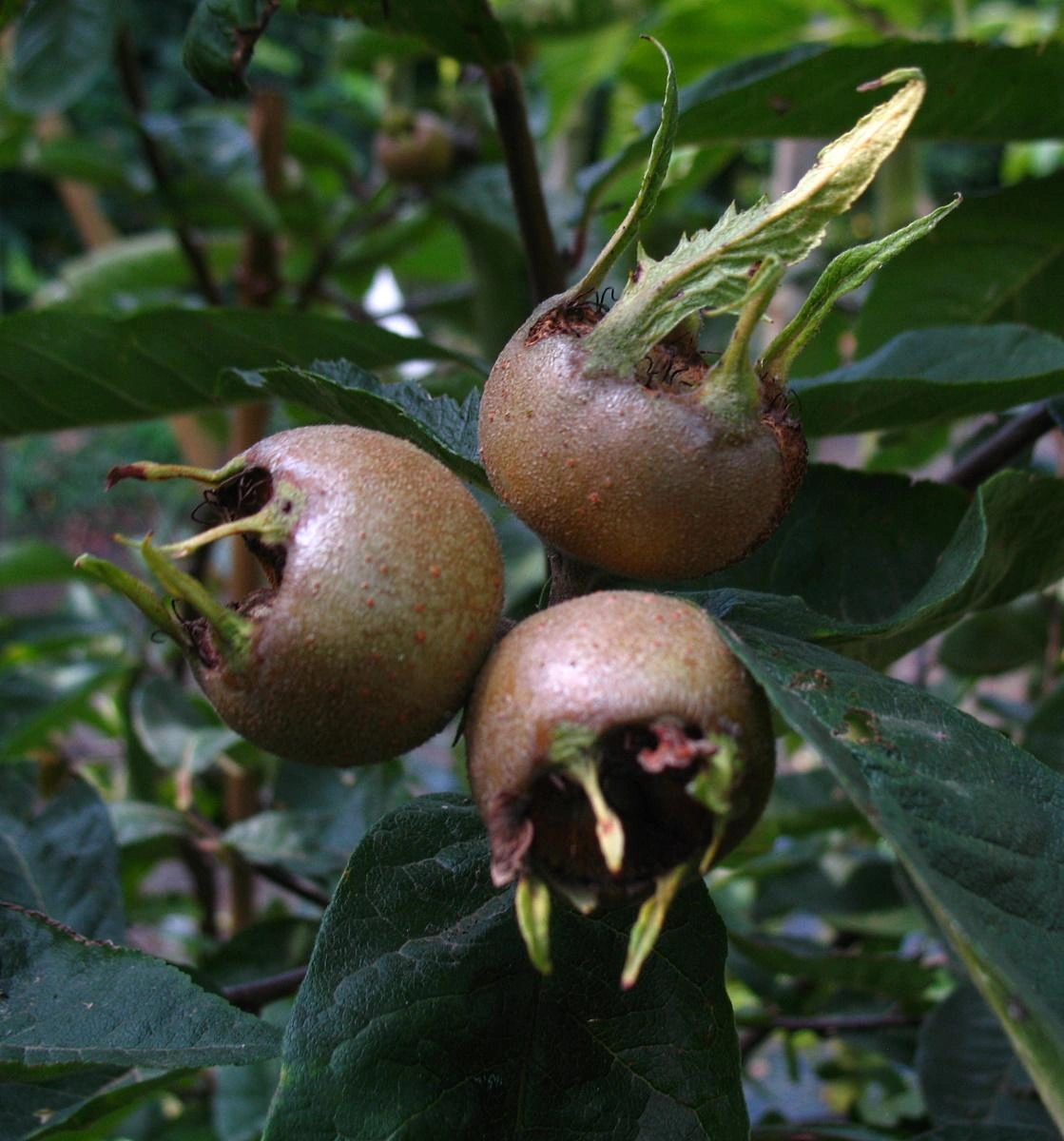 Quittenbäume Bild
