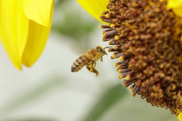 Insektenschutz & Schädlinge Bild