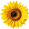 Sonnenblumenkerne Vogelfutter Bild