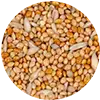Nymphensittich Futter Bild