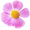 Sofortwirkung Bild