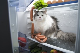 Kühlschrank Mit Gefrierfach Klein Bild