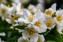 Gartenjasmin Belle Etoile - Philadelphus - 7.5 L Topf 80-100 cm