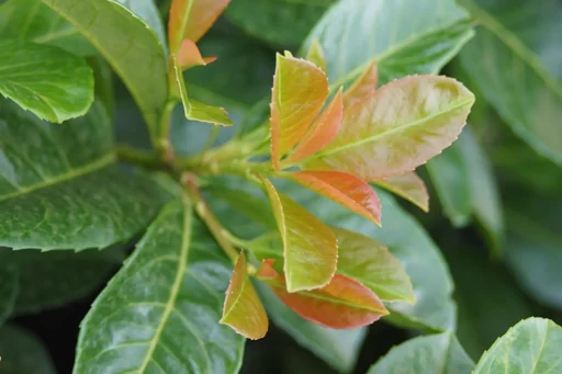 "Lorbeerkirsche, Prunus lauroc. "Etna", 4,6 Liter Topf, 3 Stück im Set image"