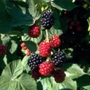 Brombeere "Chester Thornless", 3,5L-Container