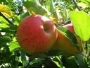 Apfel "Elstar" Spindelbusch, im 5L-Container