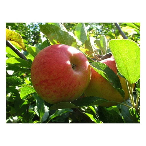 "Apfel "Elstar" Spindelbusch, im 5L-Container image"