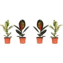 lower-up Gummibäume Zimmerpflanzen Ficus Elastica Set 4 Stück 30-40Cm 2x Ficus elastica Abidjan 2x Ficus elastica Tinek