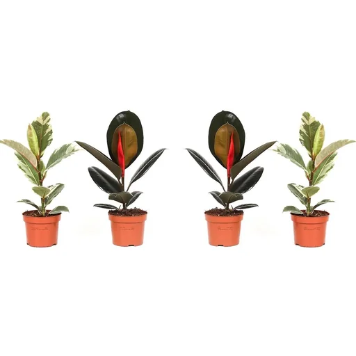 "lower-up Gummibäume Zimmerpflanzen Ficus Elastica Set 4 Stück 30-40Cm 2x Ficus elastica Abidjan 2x Ficus elastica Tinek image"