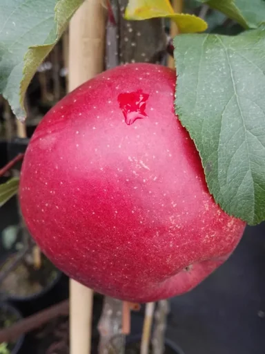 "Apfel "Rubinette Rosso" Busch, im 10L-Container image"