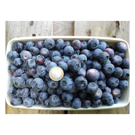 "Garten-Heidelbeere "Goldtraube", im 3,5L-Container image"