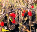 Goji-Beere "Big Lifeberry", im 3,5L-Container