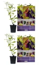 Flower-up 6er-Set Schmetterlingsbüsche 30-40 cm