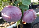 Apfel "Blauer Kölner" Busch, im 7,5L-Container