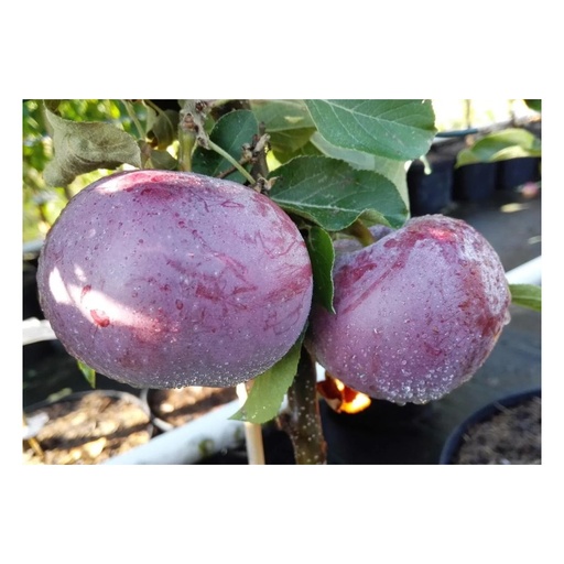 "Apfel "Blauer Kölner" Busch, im 7,5L-Container image"