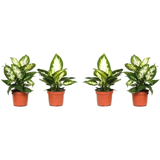 "Blühendes Dieffenbachia-Set Mix - 4 Stück - 25 -40Cm (2x Dieffenbachia Camilla, 2x Dieffenbachia Compacta) image"