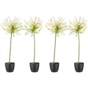 Aufblühende Weide - Salix integra 'Hakuro Nishiki' XXL - 120-140Cm - 4 Stück