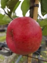 Apfel "Topaz" Busch, im 10L-Container