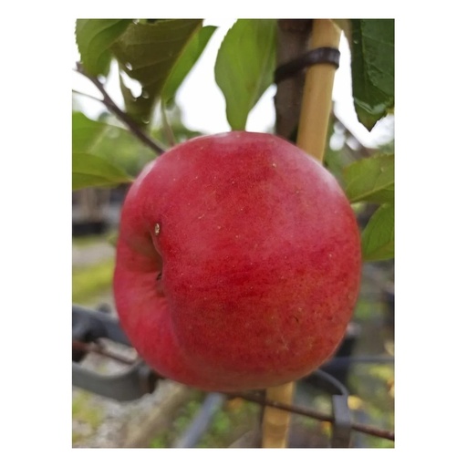"Apfel "Topaz" Busch, im 10L-Container image"