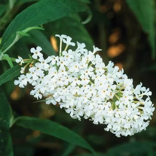"Zwerg-Sommerflieder Buzz Ivory (weiß) - Buddleja davidii - 7 L Topf image"