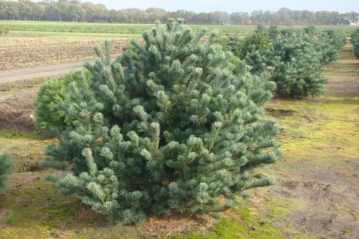"Blaue Mädchenkiefer Negishi - Pinus parviflora - 7.5 L Topf 40-50 cm image"