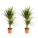 Blühender Drachenbaum - Dracaena Marginata - Groß - 75-80Cm - 2 Stück