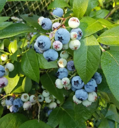 Garten-Heidelbeere 'Duke'