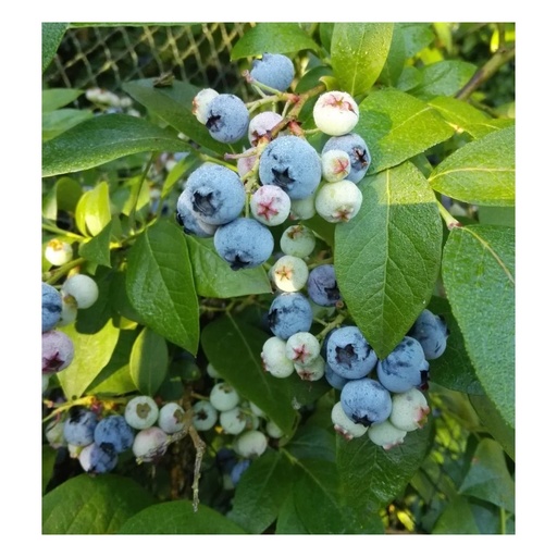 "Garten-Heidelbeere "Duke", im 3,5L-Contaienr image"