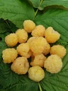 Himbeere "Golden Everrest", 3,5L-Container