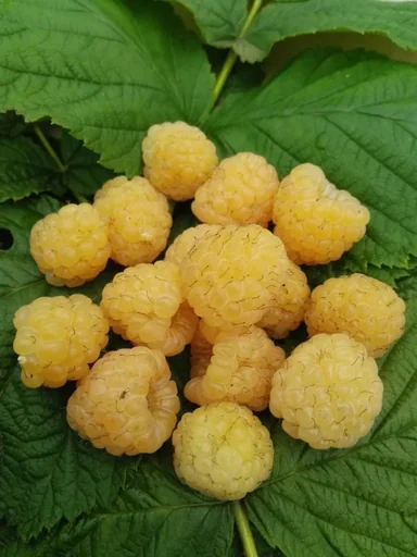 "Himbeere "Golden Everrest", 3,5L-Container image"